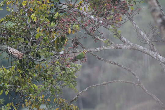 Image of Sulphur-winged Parakeet