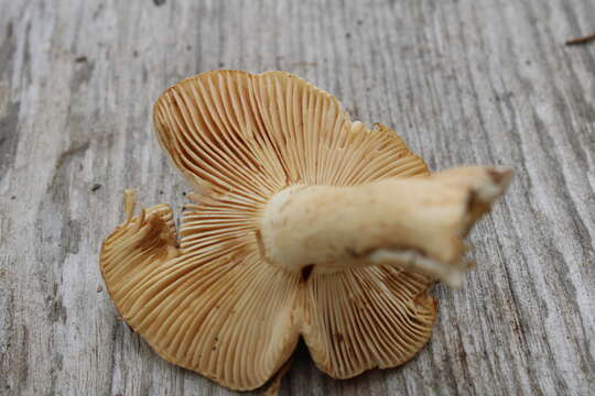 Image of Russula fellea (Fr.) Fr. 1838