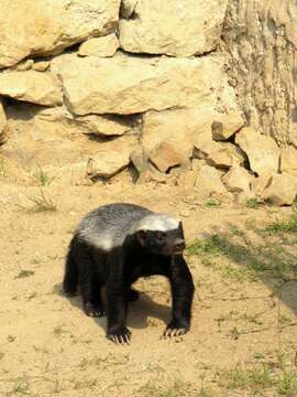 Image of ratel