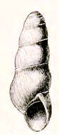 Image of Halistylus columna (Dall 1890)