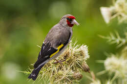 Image of European Goldfinch