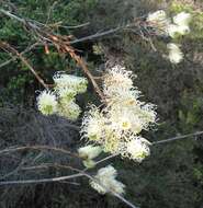 Image of Silky-oak