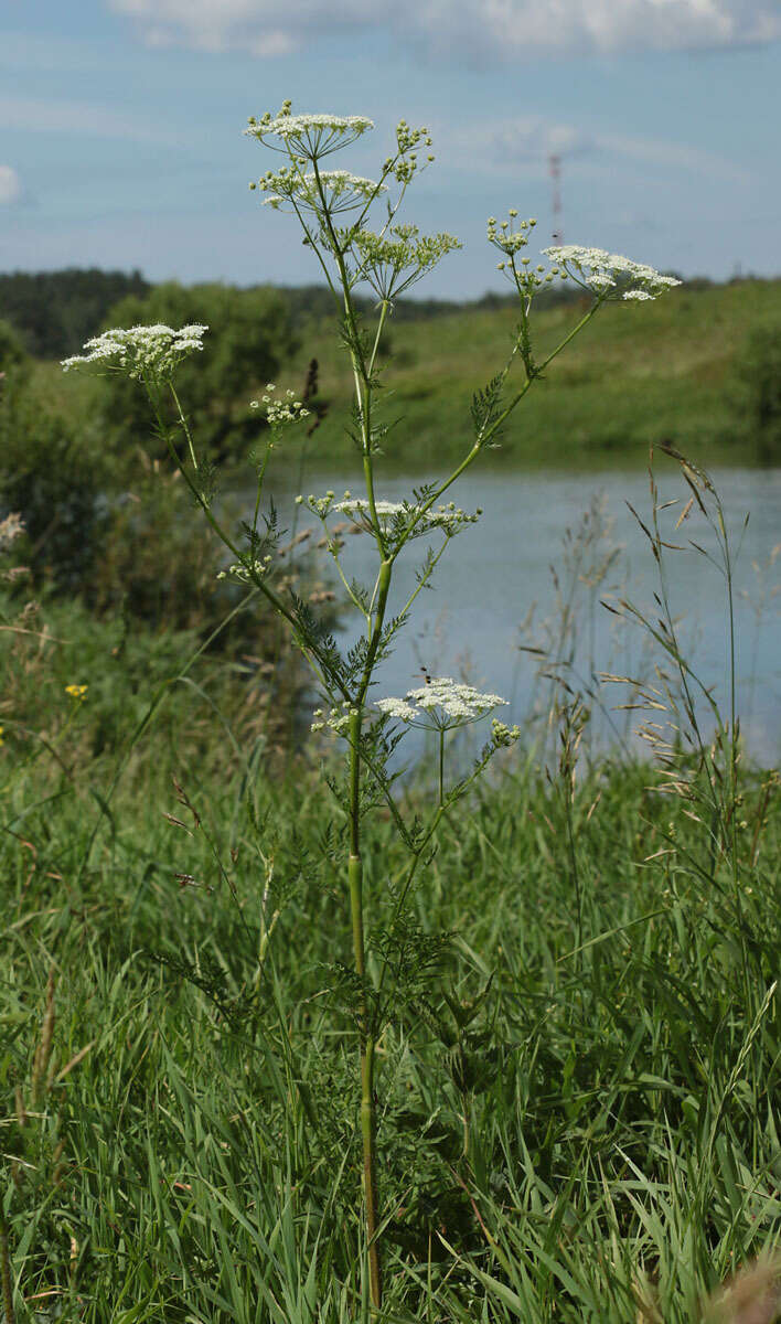 Image of Chaerophyllum prescottii DC.