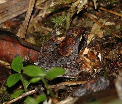 Imagem de Aglyptodactylus Boulenger 1918