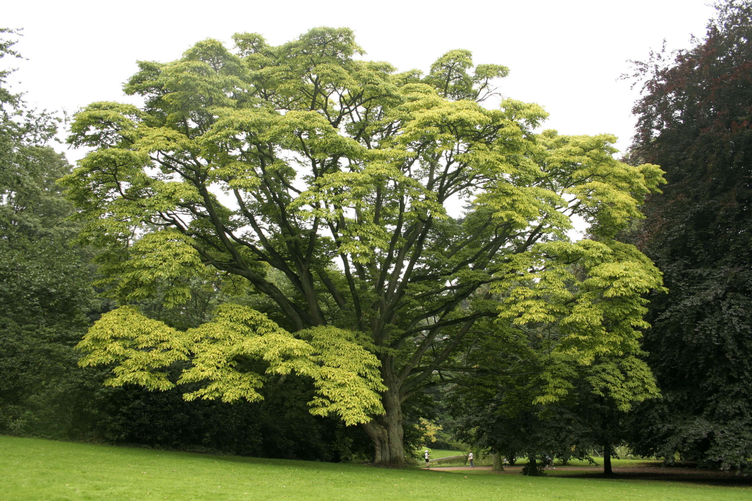 Image of corktree