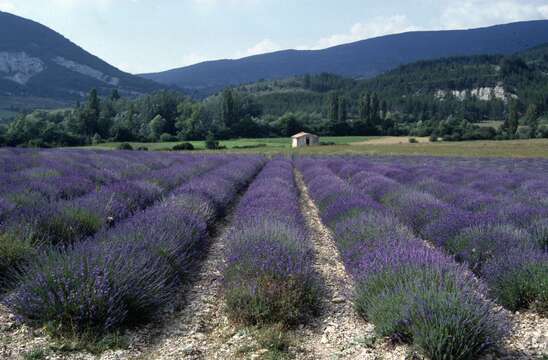 Слика од Lavandula angustifolia Mill.