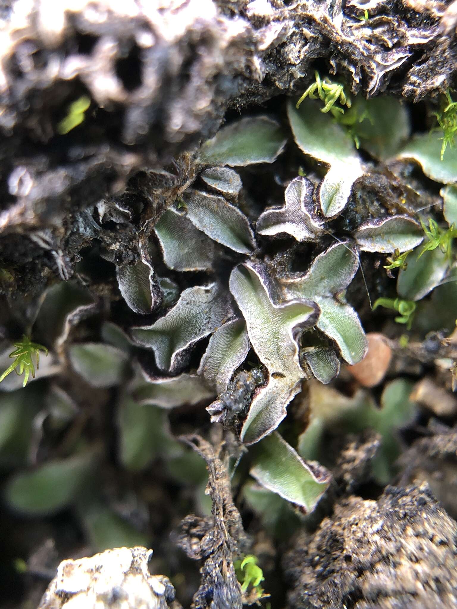 Image of Riccia sorocarpa Bisch.