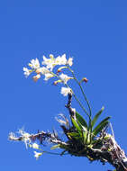Image of Beclardia