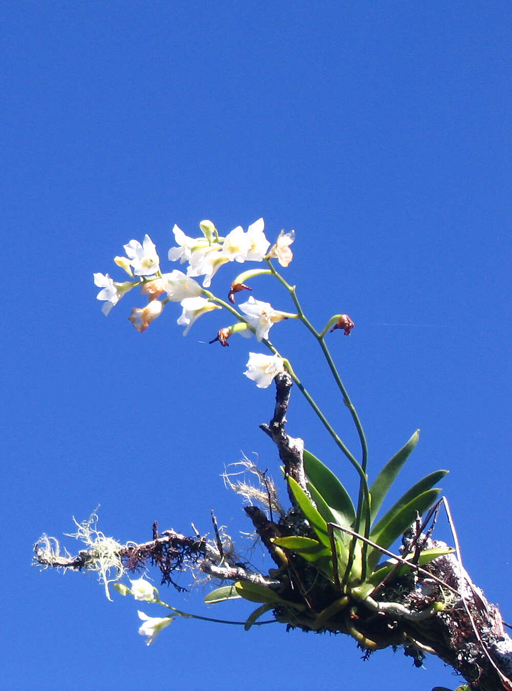 Image of Beclardia
