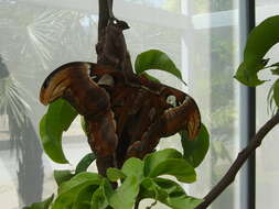 Image of atlas moth