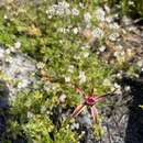 Image of Reaching spider orchid