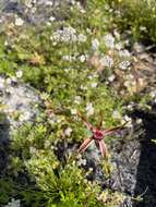 Image of Reaching spider orchid