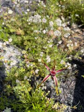 Caladenia arrecta Hopper & A. P. Br. resmi