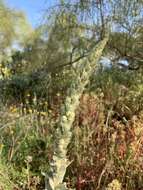 Image of Verbascum giganteum Willk.