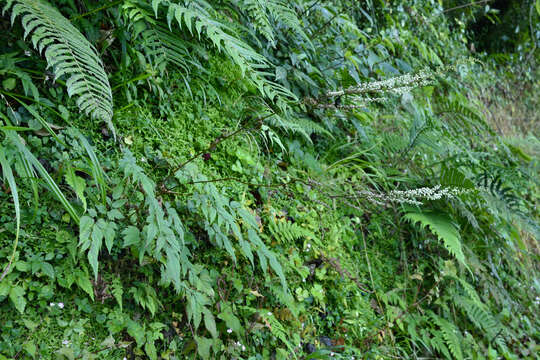 Image of Astilbe longicarpa (Hayata) Hayata