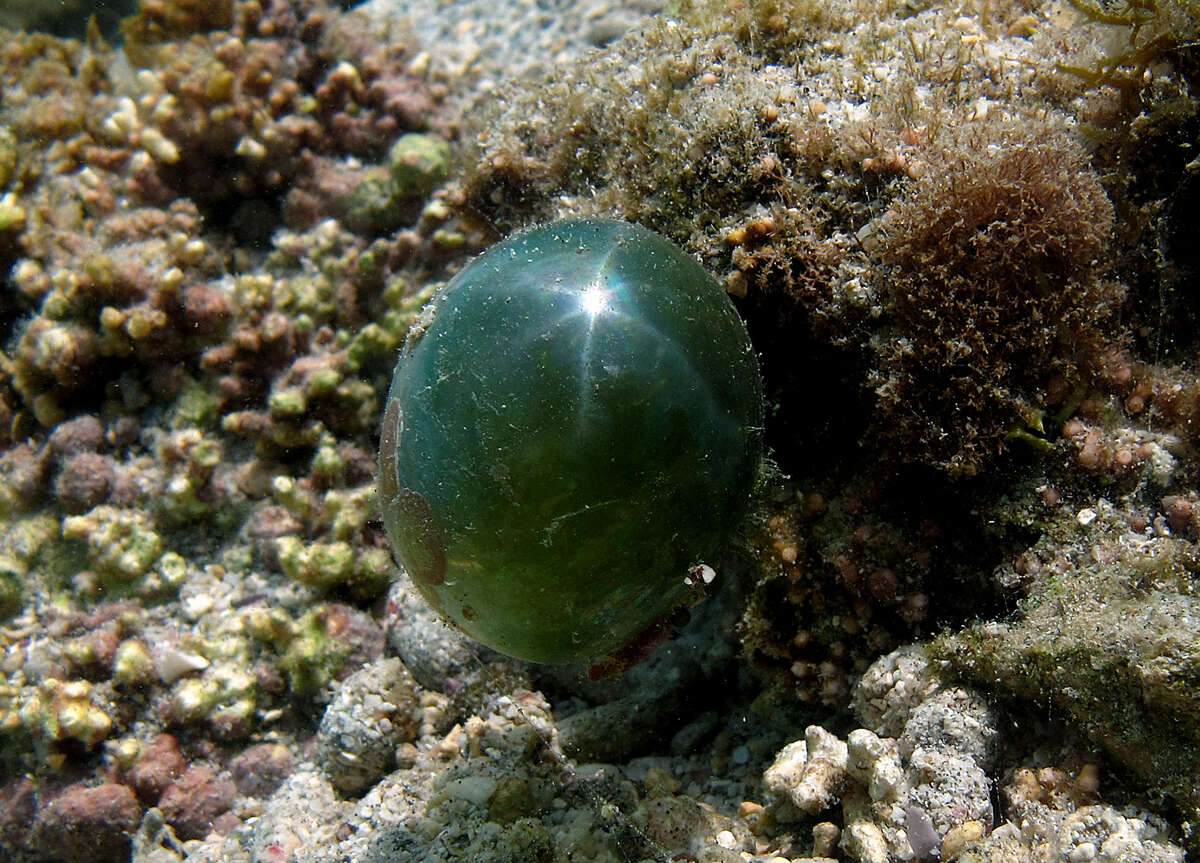 Image of Bubble algae