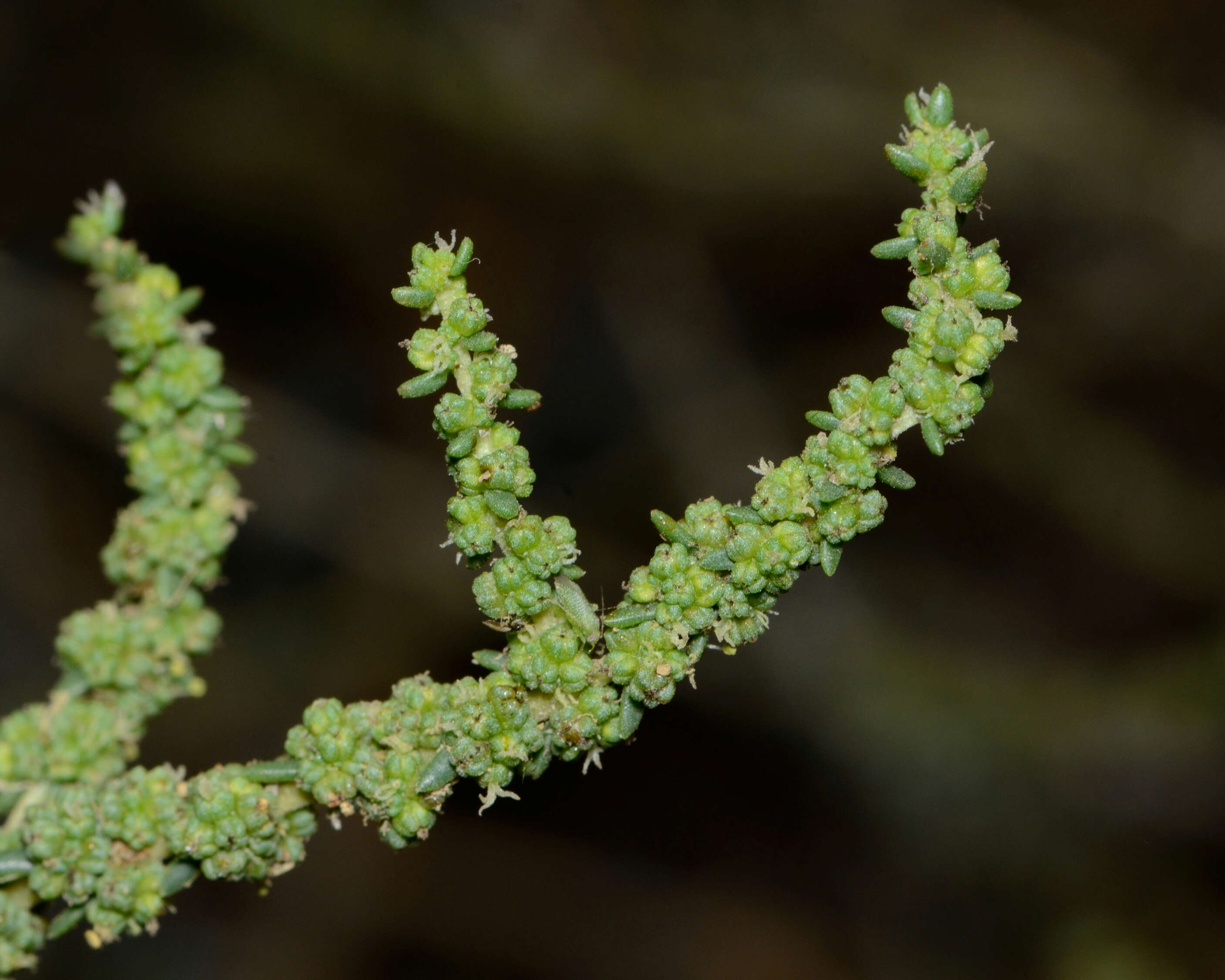 Image of Suaeda fruticosa (L.) Forsk.