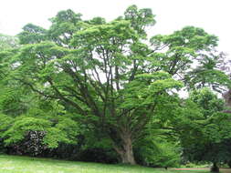 Image of corktree