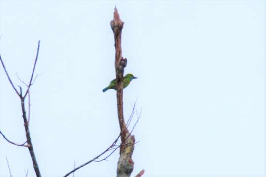 Image of Yellow-crowned Barbet