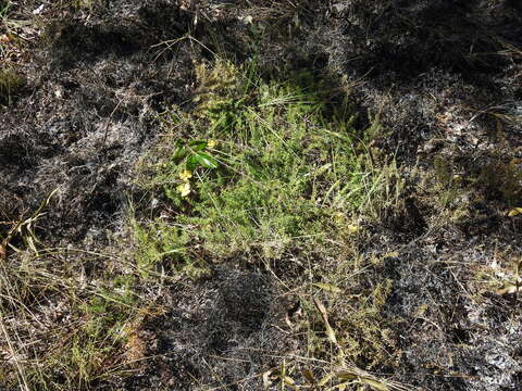 Image of Hibbertia vestita A. Cunn. ex Benth.