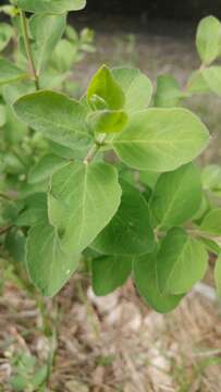 Image of Symphoricarpos Dill. ex Juss.