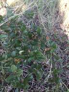 Image of Condalia buxifolia Reiss.