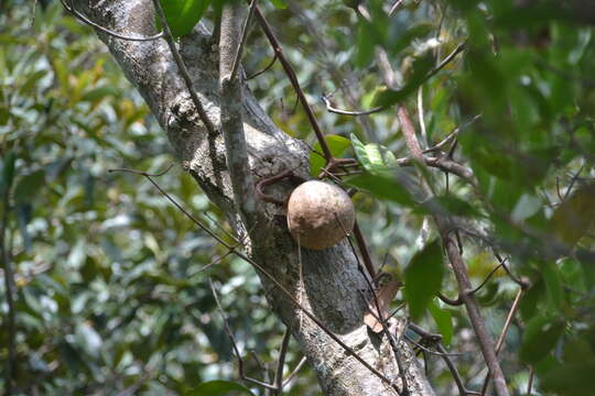 Image of Tontelea passiflora (Vell.) Lombardi