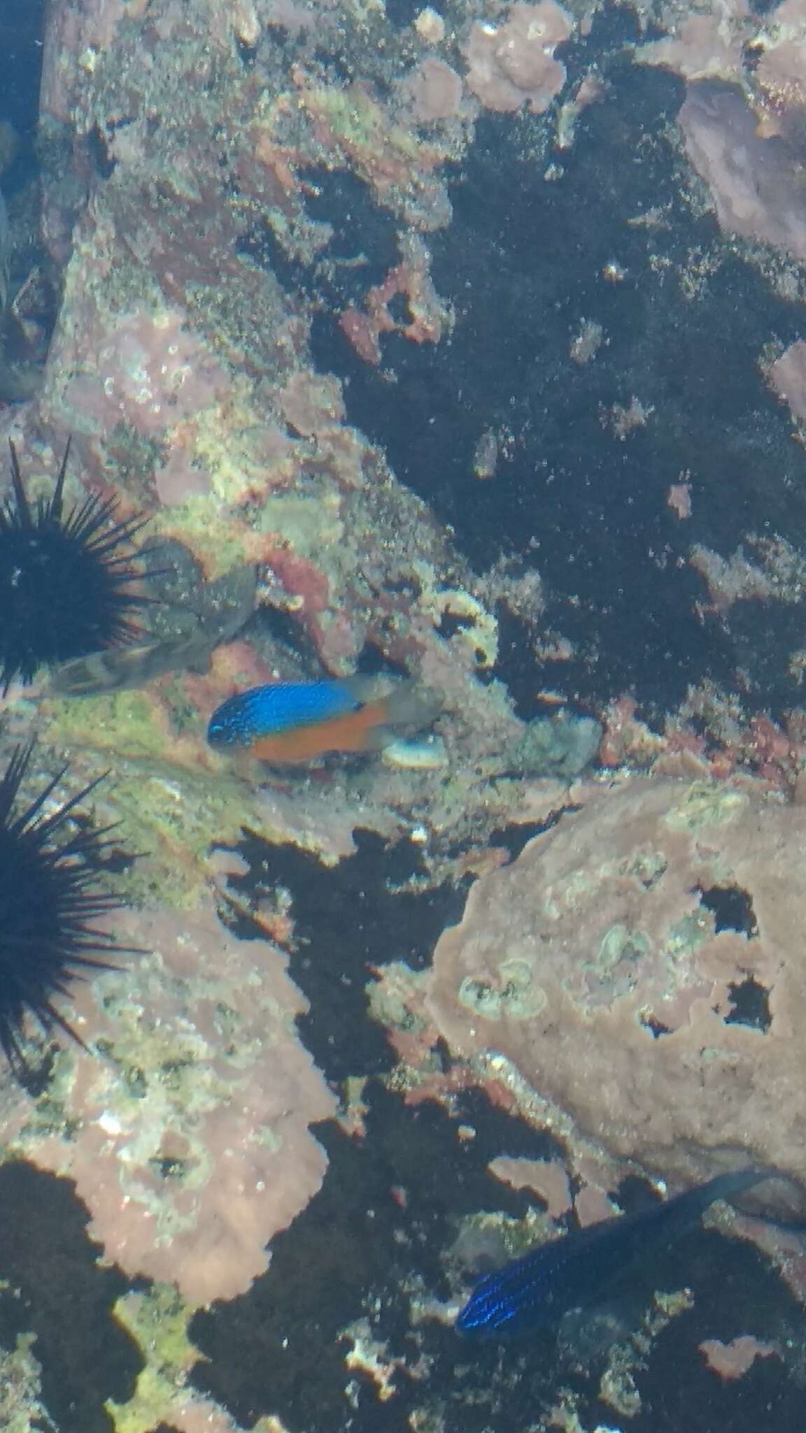 Image of Bumphead damselfish