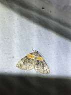 Image of Orange-barred Carpet