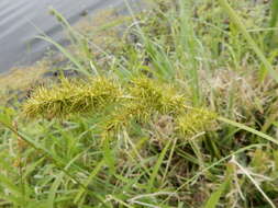 Image of Raven-Foot Sedge