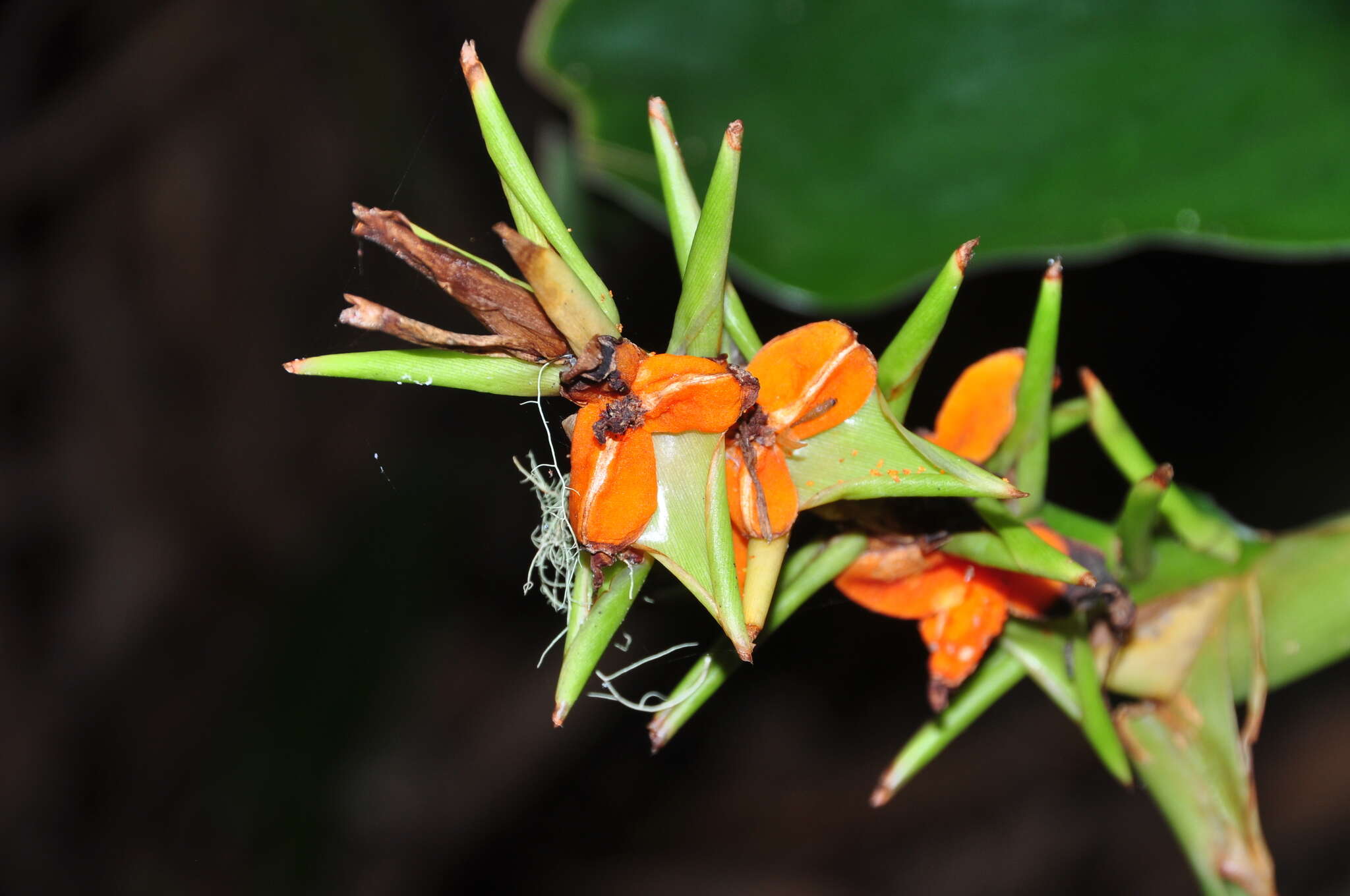 Слика од Hedychium coccineum Buch.-Ham. ex Sm.