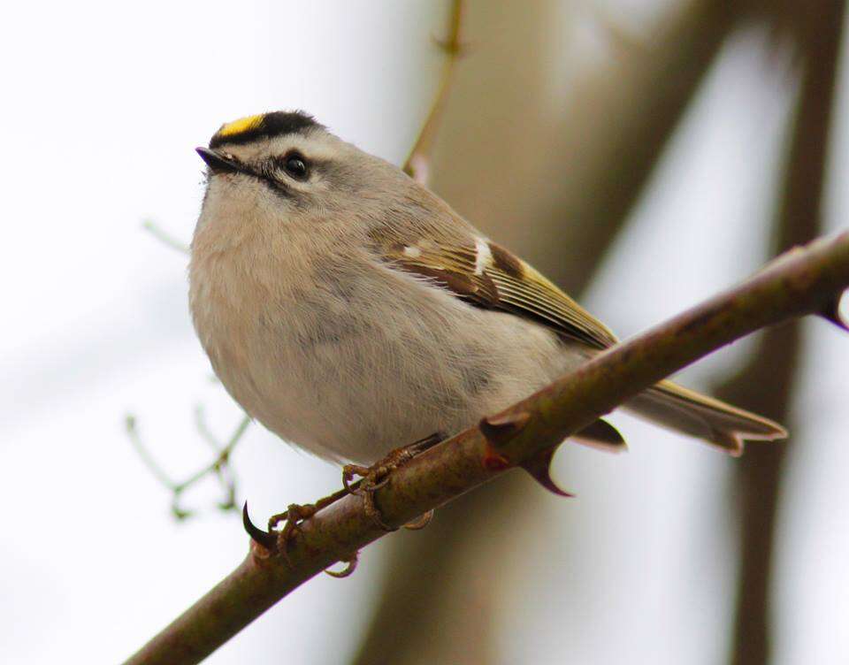 Image of Golden-crowned Kinglet