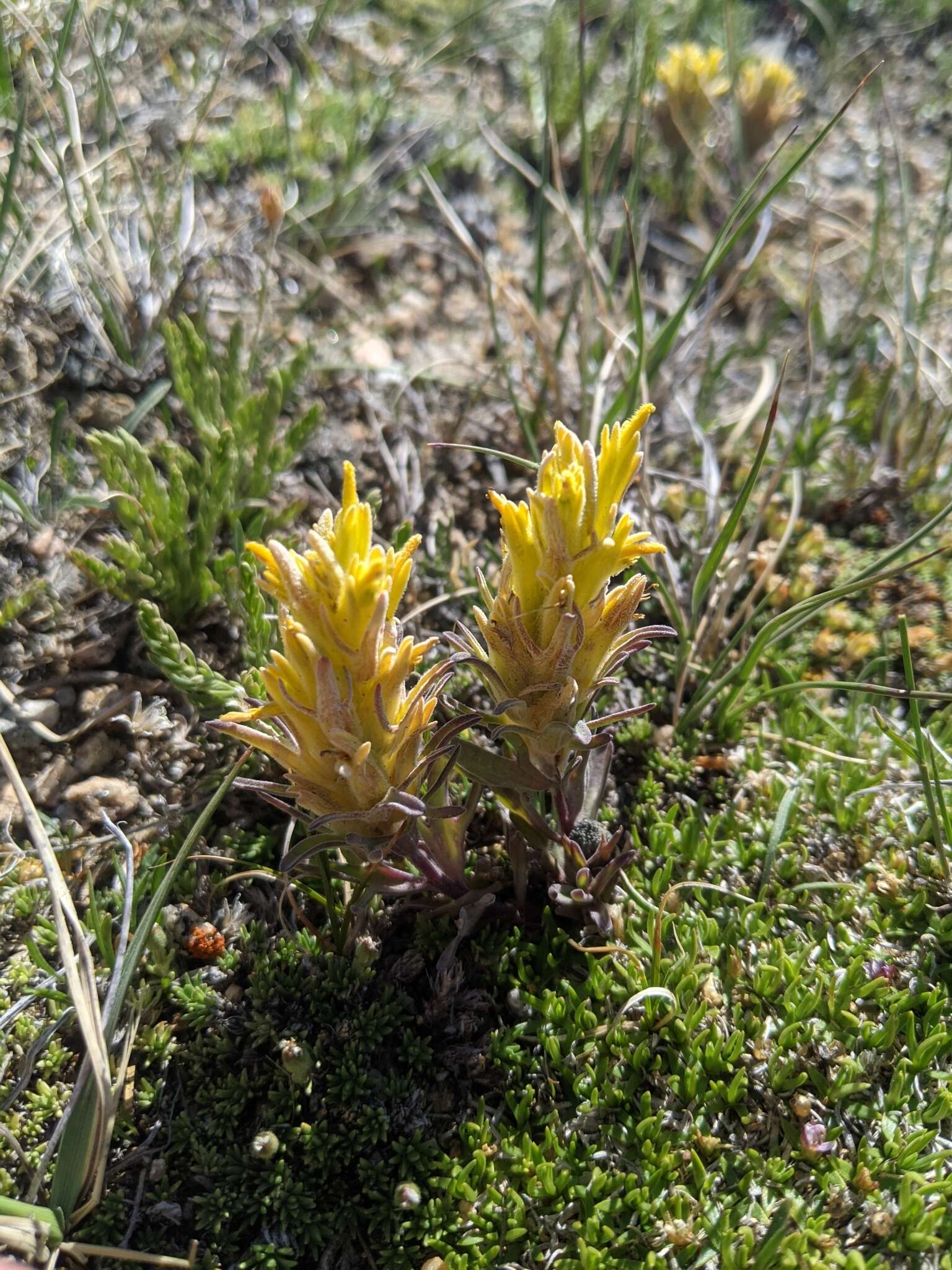 Image of snow Indian paintbrush