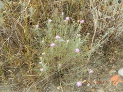 Image of Centaurea odessana Prodan