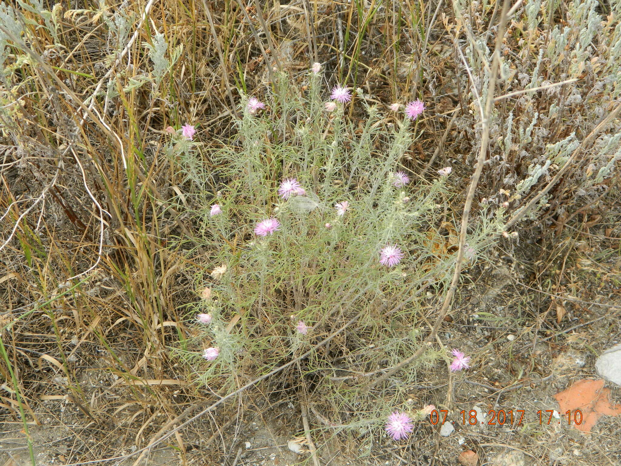 Слика од Centaurea odessana Prodan