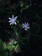 Image of woodland lettuce