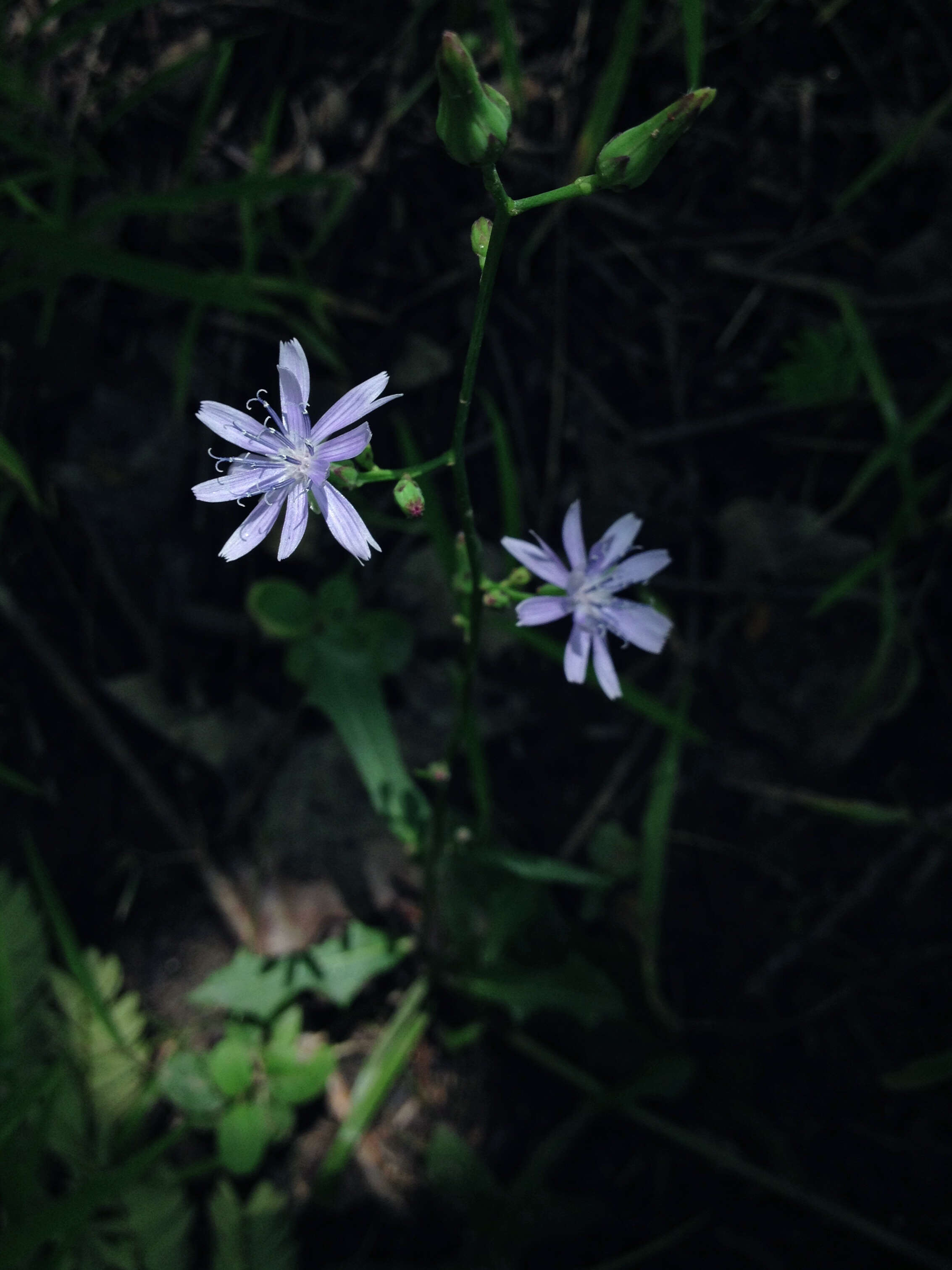 Lactuca floridana (L.) Gaertn.的圖片