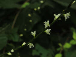 Image de Persicaria virginiana (L.) Gaertner