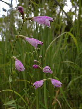 Image of obedient plant