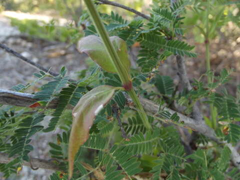 Iresine angustifolia Euphrasen resmi