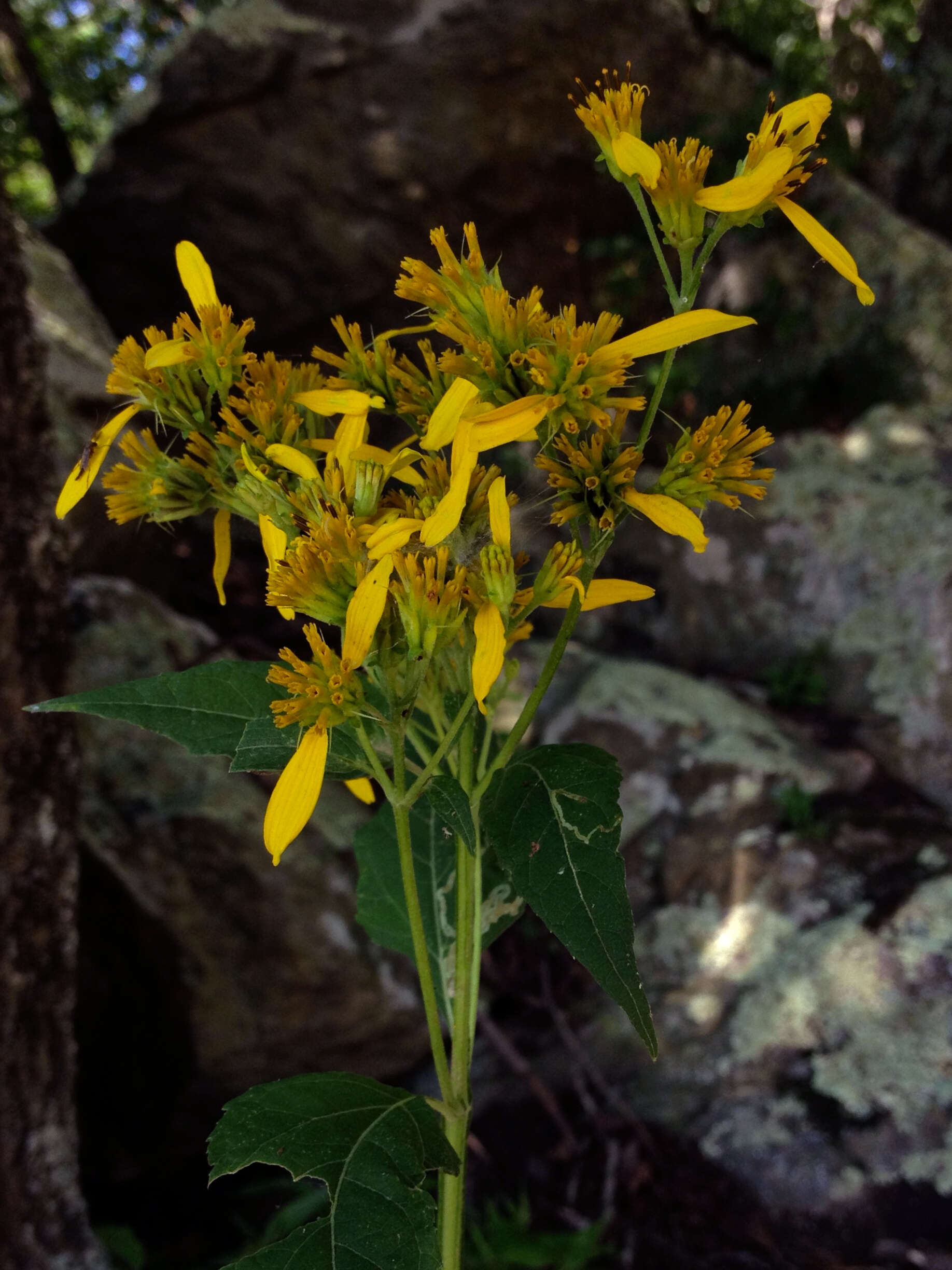 Image of yellow crownbeard