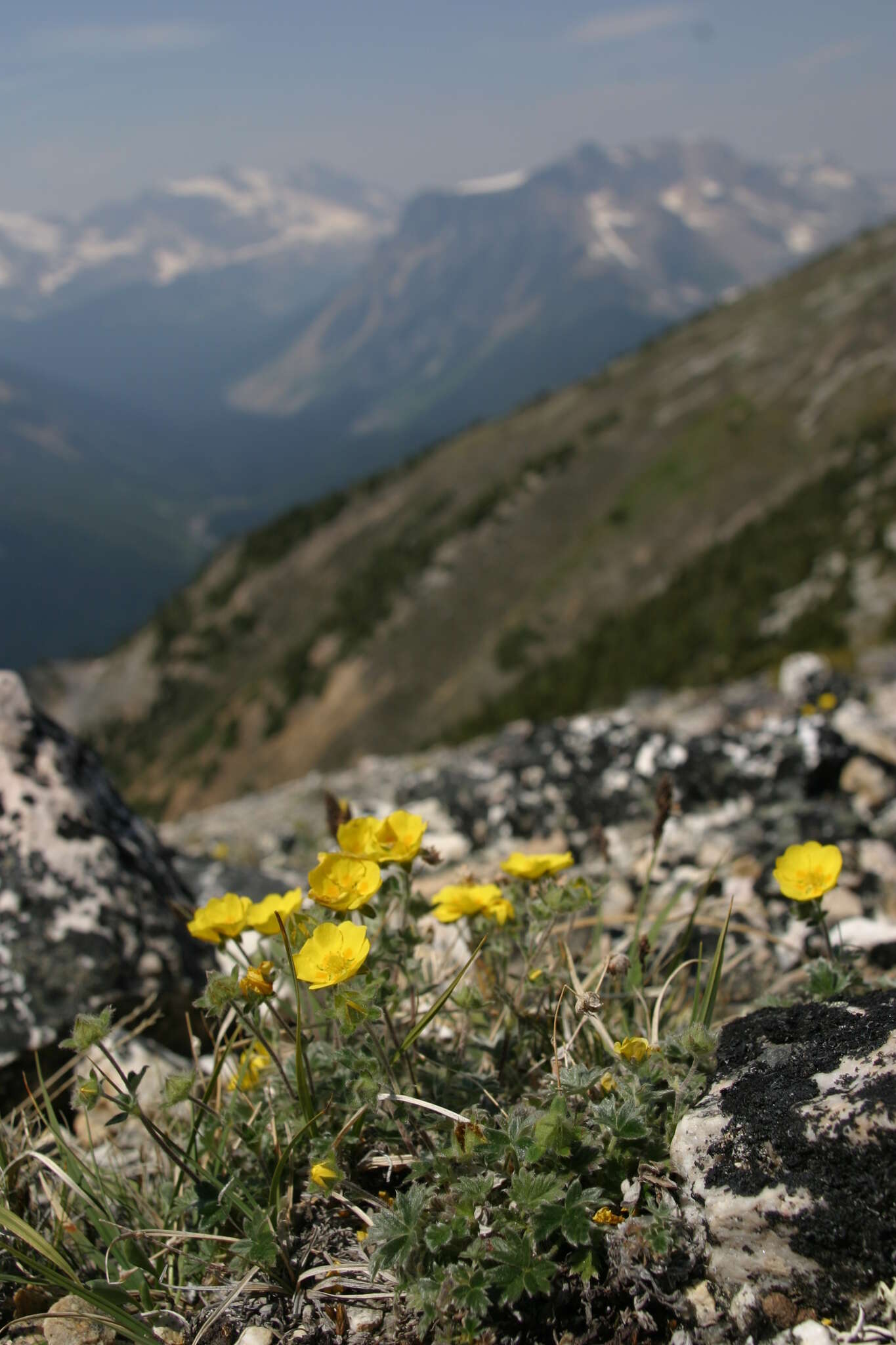 Image of snow cinquefoil