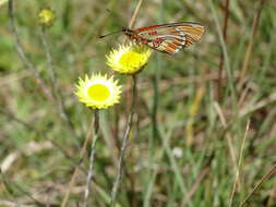 Image de Acraea anacreon Trimen 1868