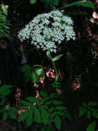 Image of hairy angelica