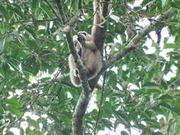 Image of Capped Gibbon