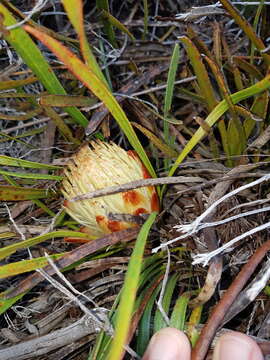 Image of Protea aspera Phillips