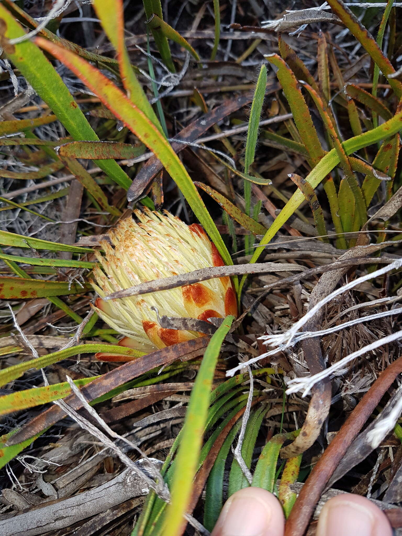 Image of Protea aspera Phillips