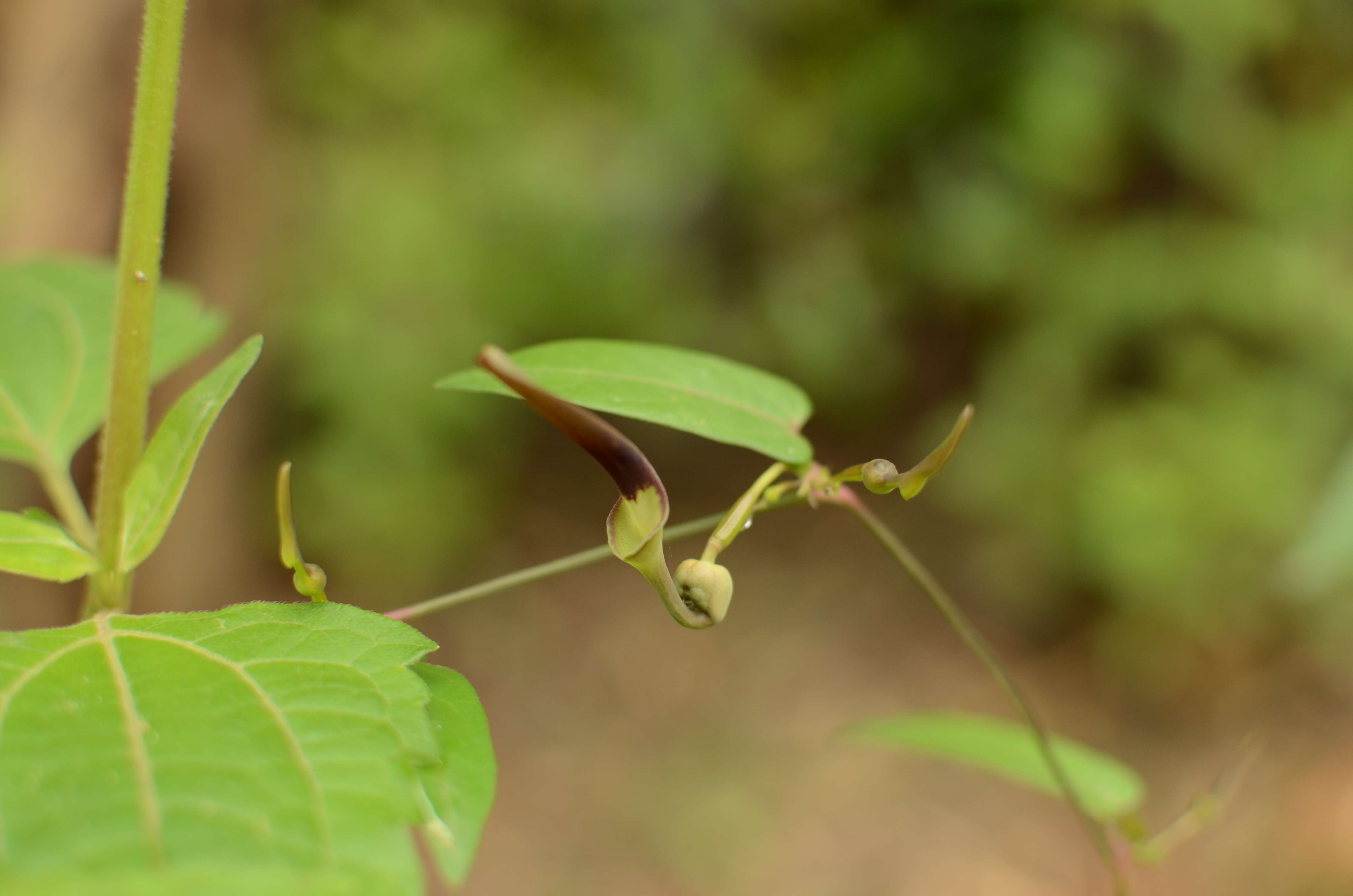 Image de Aristolochia indica L.