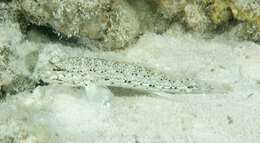 Image of Goldman&#39;s goby