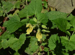 Imagem de Salvia glutinosa L.